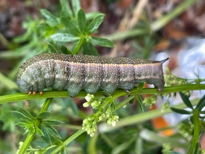 5th instar larva eating old skin 27-April-2025 (Day 17)