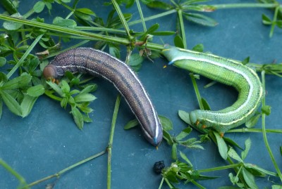 5th instar larva eating old skin 27-April-2025 (Day 17)