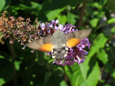 Humming-bird Hawkmoth - Lancing, Sussex 27-Aug-2022