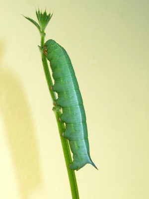 5th instar larva 1-May-2025 (Day 21)