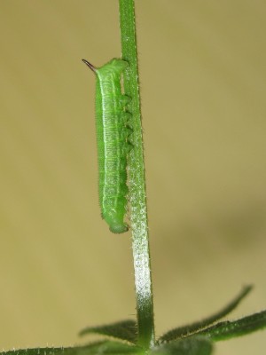 3rd instar larva (pre-moult) 22-April-2025 (Day 12)