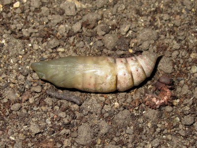 Fresh pupa (ventral view) 6-May-2025 (Day 26)