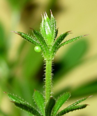 Egg on Cleavers - Crawley, Sussex 5-April-2025