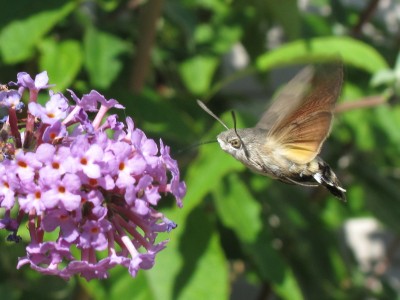Humming-bird Hawkmoth - Lancing, Sussex 27-Aug-2022