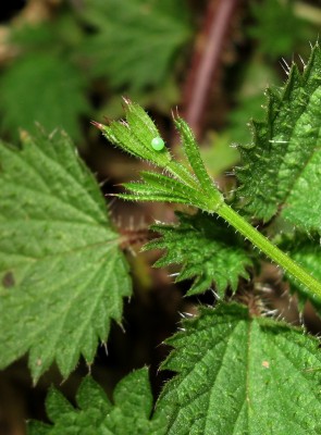 Egg on Cleavers - Crawley, Sussex 3-April-2025
