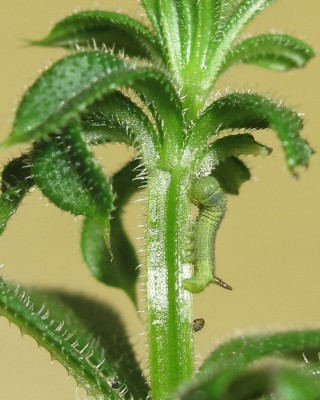 2nd instar larva eating old skin 16-April-2025 (Day 6)
