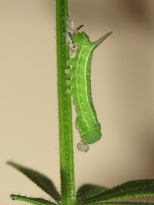 Newly moulted 4th instar larva 23-April-2025 (Day 13)