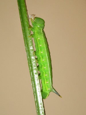 5th instar larva eating old skin 27-April-2025 (Day 17)
