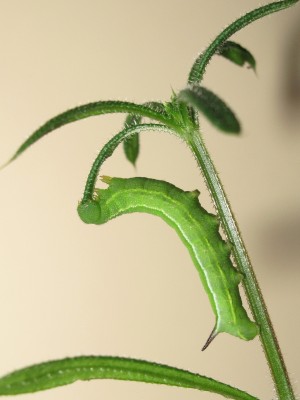 4th instar larva 25-April-2025 (Day 15)