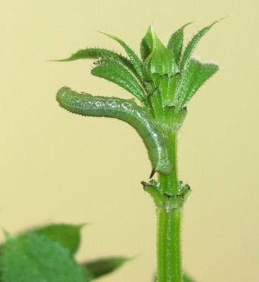 2nd instar larva 18-April-2025 (Day 8)