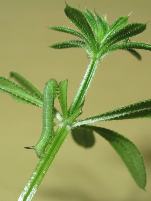 3rd instar larva 20-April-2025 (Day 10)