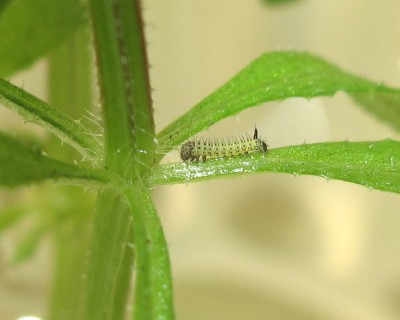 Newly emerged 1st instar larva 11-April-2025 (Day 1)