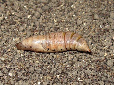 Pupa (dorsal view) 27-May-2025 (Day 47)