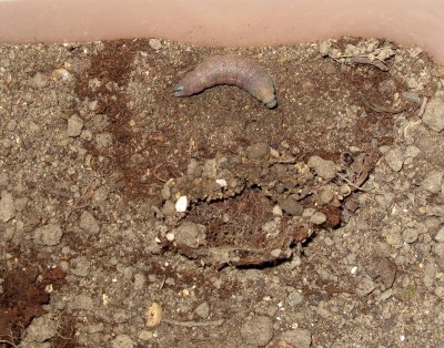 Pre-pupation larva 3-May-2025 (Day 23)