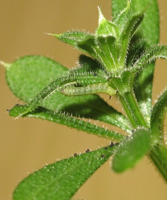 1st instar larva 14-April-2025 (Day 4)